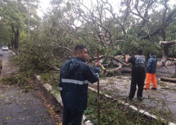 UEPC pide extremar precauciones por caída de árbol sobre la carretera Villa de Álvarez–Comala