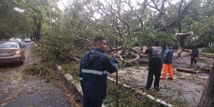 UEPC pide extremar precauciones por caída de árbol sobre la carretera Villa de Álvarez–Comala