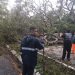 UEPC pide extremar precauciones por caída de árbol sobre la carretera Villa de Álvarez–Comala