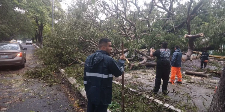 UEPC pide extremar precauciones por caída de árbol sobre la carretera Villa de Álvarez–Comala