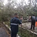 UEPC pide extremar precauciones por caída de árbol sobre la carretera Villa de Álvarez–Comala