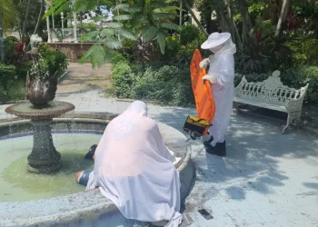 UEPC atiende a hombre atacado por enjambre de abejas en el centro de Colima