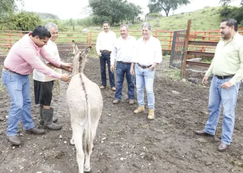 Gobierno del Estado de Colima continúa acciones zoosanitarias contra rabia en bovinos y otras especies