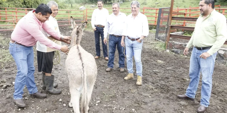 Gobierno del Estado de Colima continúa acciones zoosanitarias contra rabia en bovinos y otras especies
