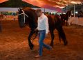 Petrolero, campeón del 4° Concurso Morfológico de Caballos Frisones en la Feria de Colima