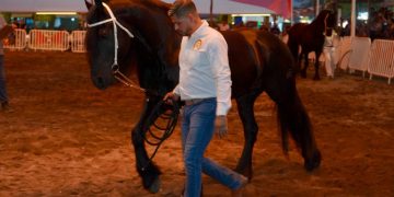 Petrolero, campeón del 4° Concurso Morfológico de Caballos Frisones en la Feria de Colima