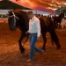 Petrolero, campeón del 4° Concurso Morfológico de Caballos Frisones en la Feria de Colima