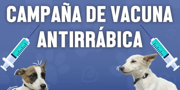 Gobierno de Rosi Bayardo continúa campaña gratuita de vacunación antirrábica para perros y gatos