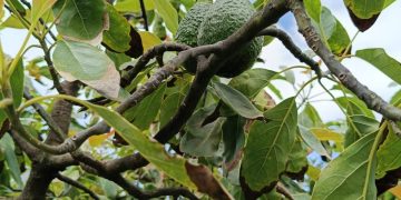 Zona aguacatera de Comala Colima es declarada espacio libre de plagas: Subseder