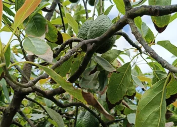 Zona aguacatera de Comala Colima es declarada espacio libre de plagas: Subseder