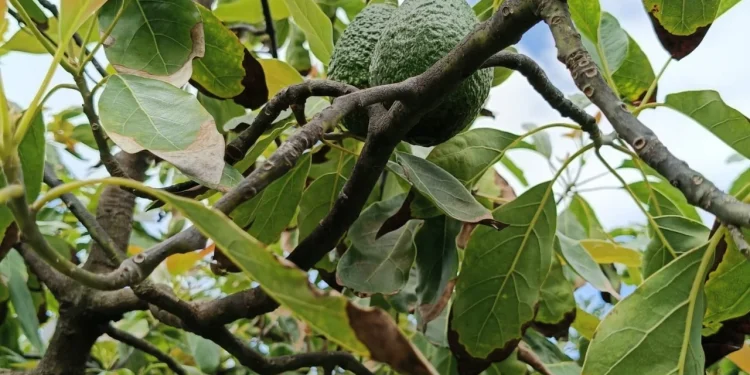 Zona aguacatera de Comala Colima es declarada espacio libre de plagas: Subseder