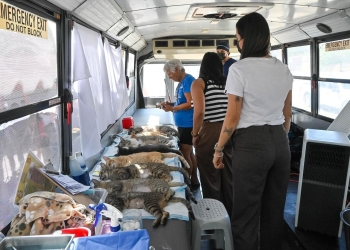 Rosi Bayardo destaca que Manzanillo es referente en bienestar animal