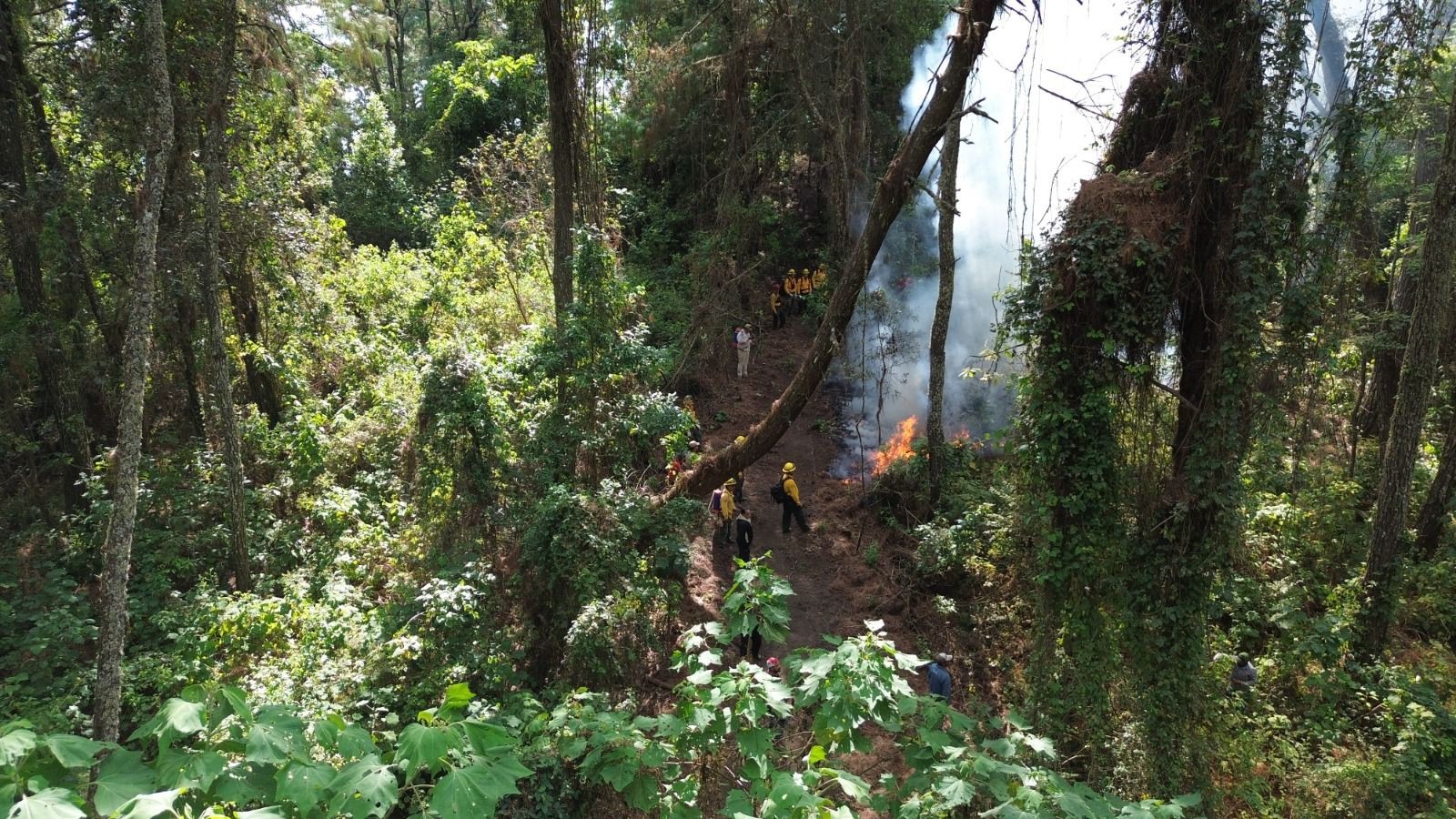 Imades Colima pide prevenir incendios forestales en estiaje; 90% son provocados por actividad humana