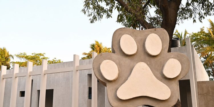 Gobierno de Rosi Bayardo avanza en la construcción del Centro de Bienestar Animal