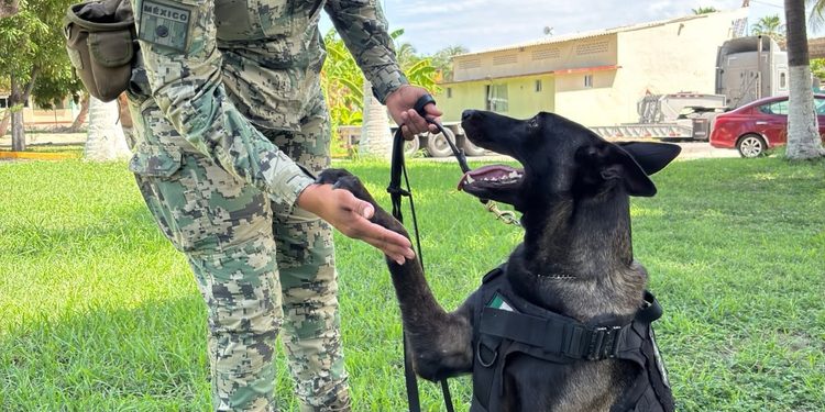 La Sexta Región Naval reconoce la labor de los elementos caninos navales