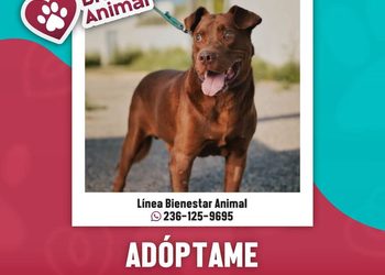 H. ayuntamiento de manzanillo, ¡Chocolate merece una nueva oportunidad!