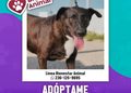 H. ayuntamiento de manzanillo, ¡Luna busca una familia!