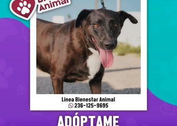 H. ayuntamiento de manzanillo, ¡Luna busca una familia!