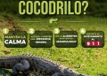 H. ayuntamiento de manzanillo, ¡Ante el avistamiento de un cocodrilo, evita ponerte en riesgo!