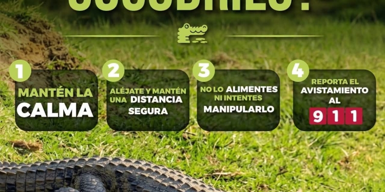 H. ayuntamiento de manzanillo, ¡Ante el avistamiento de un cocodrilo, evita ponerte en riesgo!