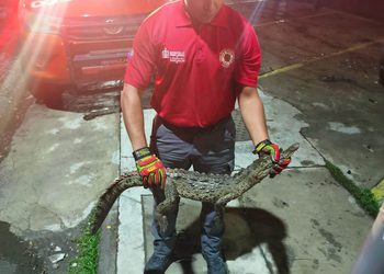Alerta UEPC Colima por presencia de cocodrilos en playas de Manzanillo; pide reportar de inmediato
