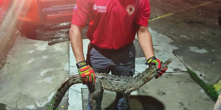 Alerta UEPC Colima por presencia de cocodrilos en playas de Manzanillo; pide reportar de inmediato
