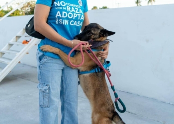 H. ayuntamiento de manzanillo, ¡58 perritos van camino a una nueva vida!