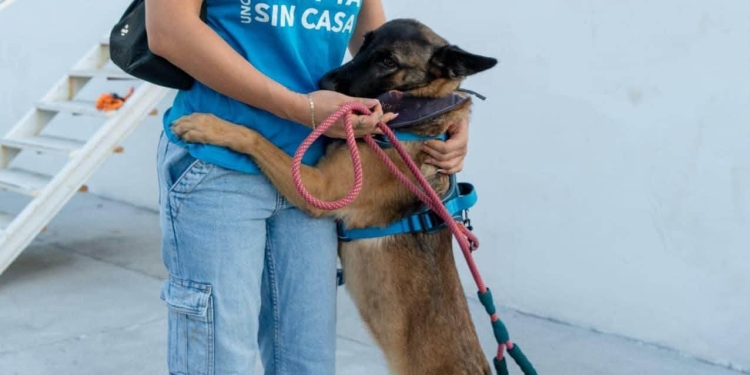 H. ayuntamiento de manzanillo, ¡58 perritos van camino a una nueva vida!