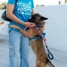 H. ayuntamiento de manzanillo, ¡58 perritos van camino a una nueva vida!